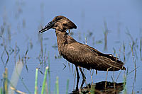 Hamerkop (Scopus umbretta) - Ombrette d'Afrique, Botswana (saf-bir-0194)