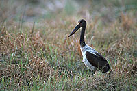 Saddlebilled Stork (Ephippiorynchus senegalensis) - Jabiru d'Afrique, Botswana (saf-bir-0196)