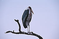 Marabou Stork (Leptoptilos crumeniferus) - Marabout d'Afrique, Afrique du sud (saf-bir-0197)