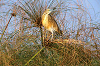 Squacco Heron (Ardeola ralloides) - Heron crabier, Okavango, Botswana (saf-bir-0214)