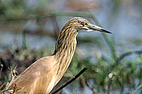 Squacco Heron (Ardeola ralloides) - Heron crabier, Okavango, Botswana (saf-bir-0215)