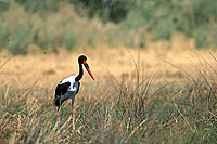 Saddlebilled Stork (Ephippiorynchus senegalensis) - Jabiru d'Afrique, Botswana (saf-bir-0219)