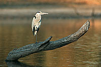 Grey Heron (Ardea cinerea) - Heron cendré, Afrique du Sud (saf-bir-0221)