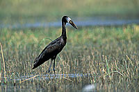Openbilled Stork (Anastomus lamelligerus) - Bec-ouvert africain, Botswana (saf-bir-0222)