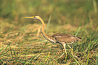 Purple Heron (Ardea purpurea) - Heron pourpré, Okavango, Botswana (saf-bir-0412)