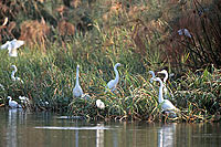 Great White Egret (Egretta alba),Okavango, Botswana - Grande Aigrette (saf-bir-0437)