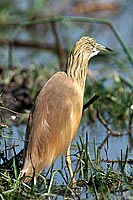 Squacco Heron (Ardeola ralloides) - Heron crabier, Okavango, Botswana (saf-bir-0474)