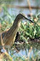 Squacco Heron (Ardeola ralloides) - Heron crabier, Okavango, Botswana (saf-bir-0475)