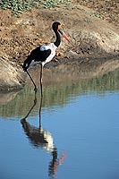 Saddlebilled Stork (Ephippiorynchus senegalensis) - Jabiru d'Afrique, Afrique du sud (saf-bir-0477)