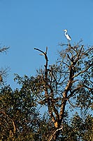 Great White Egret (Egretta alba), Okavango, Botswana - Grande Aigrette (saf-bir-0481)