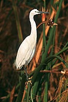 Great White Egret (Egretta alba),Okavango, Botswana - Grande Aigrette (saf-bir-0482)