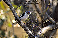 White Helmet Shrike (Prionops plumatus), S. Africa - Bagadais casqué (SAF-BIR-0022)