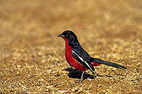 Crimsonbreasted Shrike (Laniarius atrococcineus) - Gonolek rouge et noir, Af. du sud (SAF-BIR-0024)