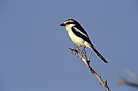 Fiscal Shrike (Lanius collaris), Namibia - Pie-grièche fiscale, Namibie (SAF-BIR-0065)