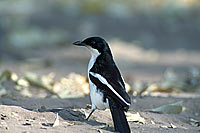 Swamp Boubou (Laniarius bicolor) - Gonolek à ventre blanc, Botswana (saf-bir-0269)