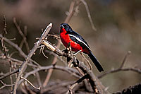 Crimsonbreasted Shrike (Laniarius atrococcineus) - Gonolek rouge et noir, Afrique du Sud (saf-bir-0270)