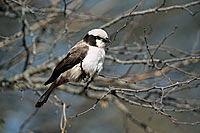 Whitecrowned Shrike (Eurocephalus anguitimens) - Eurocephale à couronne blanche, Af. du Sud (saf-bir-0271)