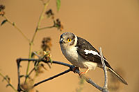 White Helmet Shrike (Prionops plumatus), Afrique du Sud - Bagadais casqué (saf-bir-0274)