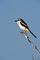 Fiscal Shrike (Lanius collaris), Namibia - Pie-grièche fiscale (saf-bir-0495)