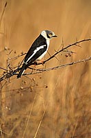 White Helmet Shrike (Prionops plumatus), Afrique du Sud - Bagadais casqué (saf-bir-0498)