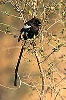 Longtailed Shrike (Corvinella melanoleuca), S. Africa - Corvinelle pie (saf-bir-0572)