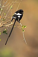 Longtailed Shrike (Corvinella melanoleuca), S. Africa - Corvinelle pie (saf-bir-0573)