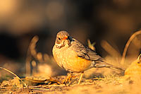 Kurrichane Thrush (Turdus libonyana) - Merle Kurrichane, Afrique du sud (saf-bir-0454)