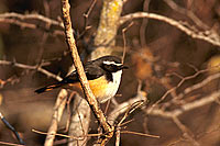 Whitethroated Robin (Cossypha humeralis) - Cossyphe à gorge blanche, Af. du sud (saf-bir-0456)