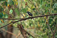 Whitethroated Robin (Cossypha humeralis) - Cossyphe à gorge blanche, S. Africa (saf-bir-0457)