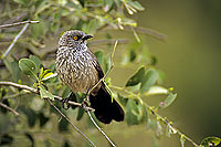 Arrowmarked Babbler (Turdoides jardineii) - Cratérope fléché, Af. du sud (SAF-BIR-0007) Arrowmarked Babbler (Turdoides jardineii) - Cratérope fléché, Af. du sud (SAF-BIR-0007)