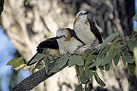 Barecheeked Babbler (Turdoides gymnogenys) - Cratérope à joues nues, Namibie (SAF-BIR-0066)