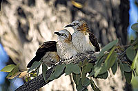 Barecheeked Babbler (Turdoides gymnogenys) - Cratérope à joues nues (SAF-BIR-0086)