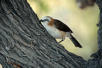 Barecheeked Babbler (Turdoides gymnogenys) - Cratérope à joues nues (saf-bir-0255), Af. du Sud