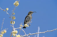 Dusky Sunbird (fem., Nectarinia fusca), Namibia - Souimanga fuligineux (SAF-BIR-0072)