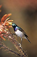 White bellied Sunbird (Nectarinia talatala) - Souimanga à ventre blanc, Afrique du sud (SAF-BIR-0132)