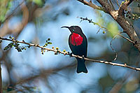 Scarletchested Sunbird (Nectarinia senegalensis) - Souimanga à poitrine rouge (saf-bir-0448)