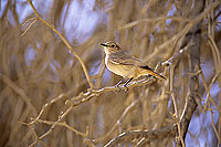 Chat - Traquet (Namibia) (SAF-BIR-0067)