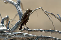 Anteating Chat (Myrmecocichla formicivora) - Traquet fourmilier, Afrique du sud (saf-bir-0325)