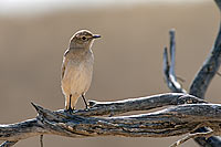 Traquet, desert du Kalahari (saf-bir-0328)