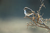 Marico Flycatcher(Melaenornis mariquensis) - Gobemouche du Marico, Afrique du sud (saf-bir-0378)