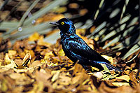 Greater blue-eared Starling (Lamprotornis chalybaeus), S. Africa - Choucador à oreillons bleus (SAF-BIR-0013) Greater blue-eared Starling (Lamprotornis chalybaeus), S. Africa - Choucador à oreillons bleus (SAF-BIR-0013)