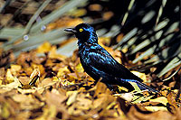 Greater blue-eared Starling (Lamprotornis chalybaeus), S. Africa - Choucador à oreillons bleus (SAF-BIR-0013)