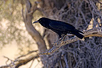 Black Crow (Corvus capensis) - Corbeau du Cap, Afrique du Sud (SAF-BIR-0076)