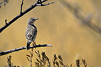 Sabota Lark (Mirafra sabota), Namibia - Alouette sabota (SAF-BIR-0088)