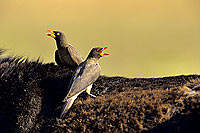 Yellowbilled Oxpecker (Buphagus africanus) - Pique-boeuf à bec jaune, Botswana (SAF-BIR-0090)