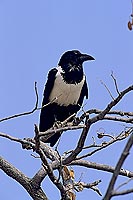 Pied Crow (Corvus albus) - Corbeau pie, Afrique du Sud (SAF-BIR-0162)
