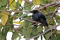 Redwinged Starling (Onychognathus morio), S. Africa - Rufipenne morio, Af. du sud (saf-bir-0257)