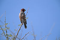 Redheaded Finch (Amadina erythrocephala), Namibia - Amadine à tête rouge (saf-bir-0260)