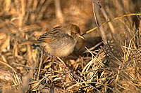 Rattling Cisticola (Cisticola chiniana), South Africa - Cisticole grincante (saf-bir-0261)