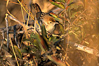 Rattling Cisticola (Cisticola chiniana), South Africa - Cisticole grincante (saf-bir-0262)